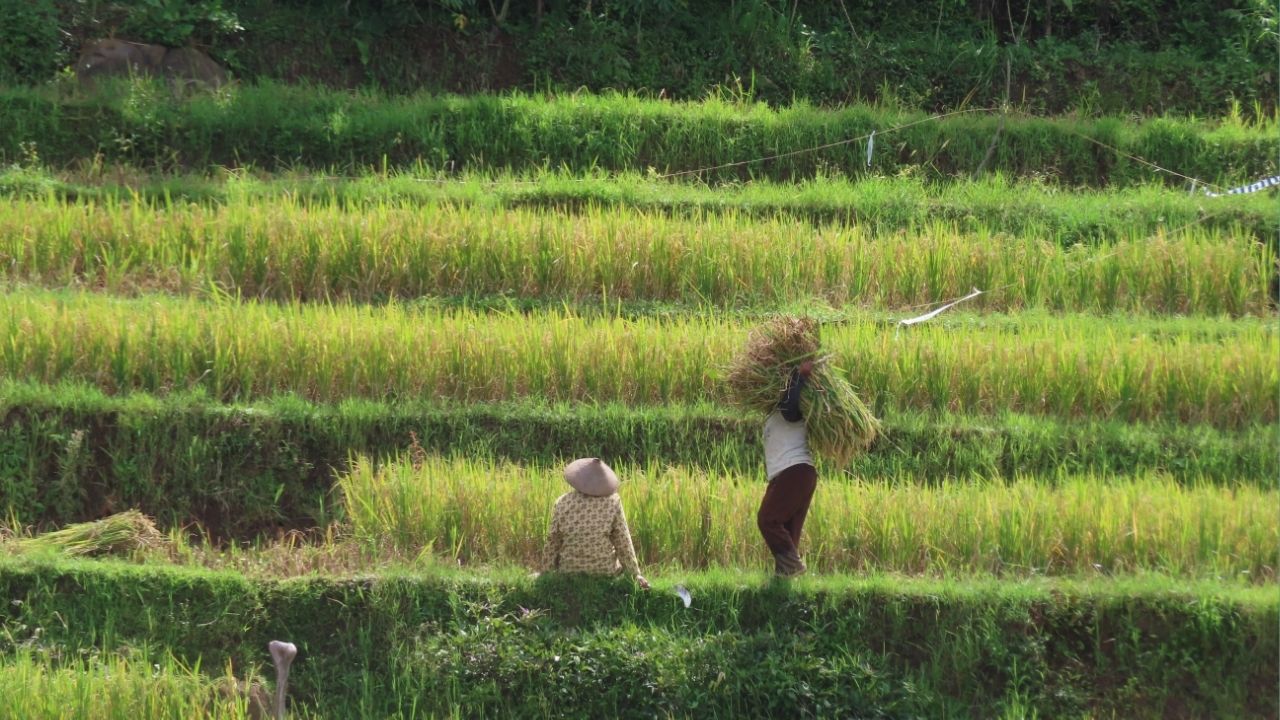 Ilustrasi refleksi dan kritik terhadap narasi pertanian modern